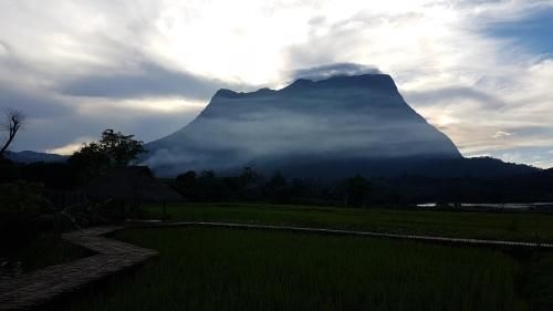 ต้นข้าวหอมบ้านอ้อมดอย (Chill ChiangDao)4