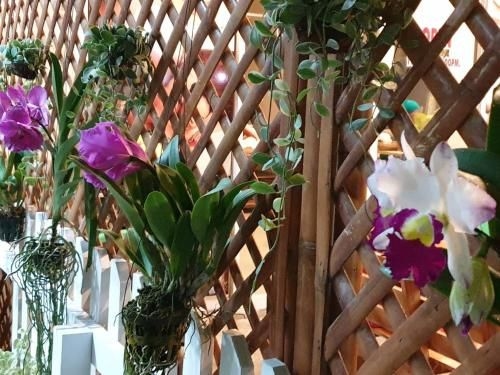 Ticino Phuket4
