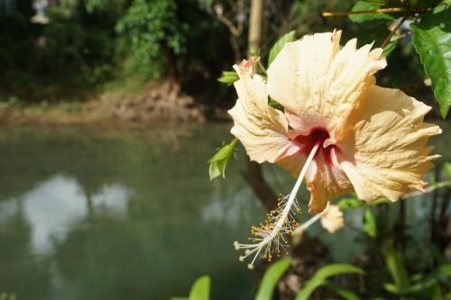 Khao Sok Riverfront Resort2