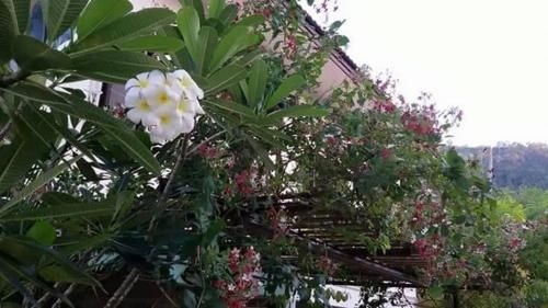 Periwinkle Villa3