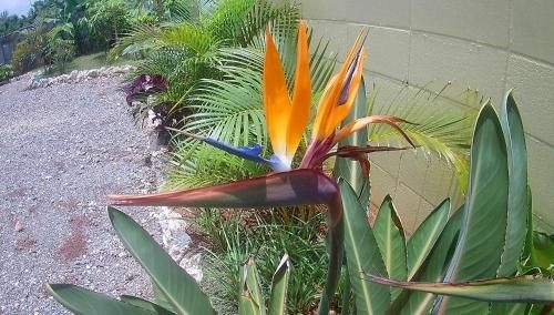 Island Breeze3
