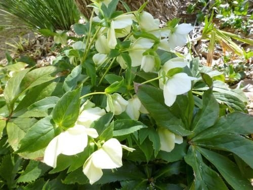 Pension Flora4