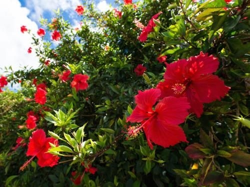 Sun Green Grass Ishigaki2