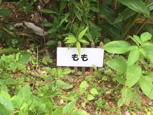 Makiya Tokusukeya3