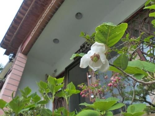Aspen Shiga2