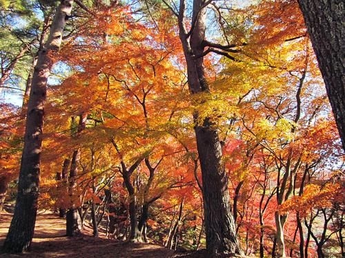 心月庵 (Shingetsuan)3