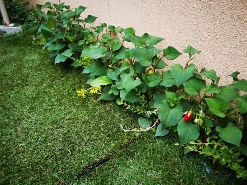 O'popo home (O'popo Home)2