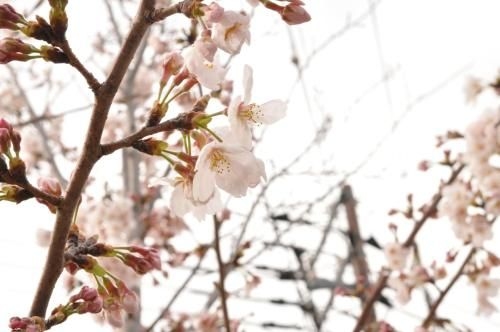 อิปปง โนะ เอ็นปิสึ (Ippon no Enpitsu)4