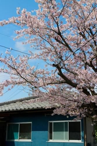 ฮานะ (Hanatsu)1