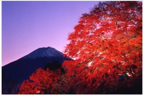 Erable Mt.Fuji "Kaze" (Erable Mt.Fuji Kaze)1