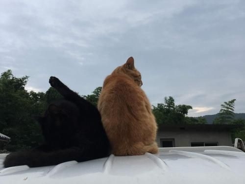 Guesthouse with Cat and Honeybee Kusachike3