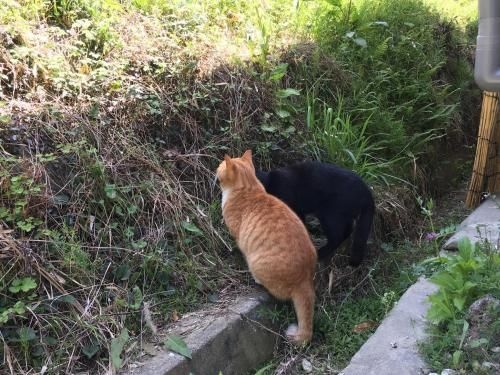 Guesthouse with Cat and Honeybee Kusachike4