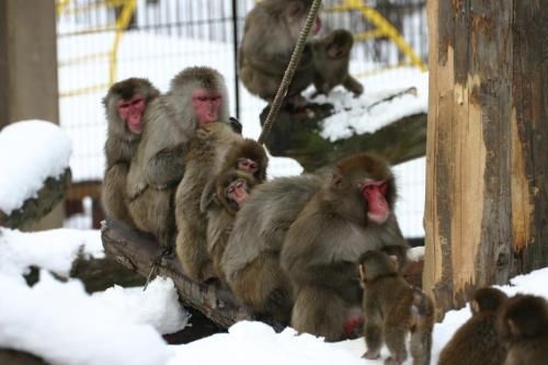 9 ซี โฮเต็ล อาซาฮีกาวะ (9C Hotel Asahikawa)3