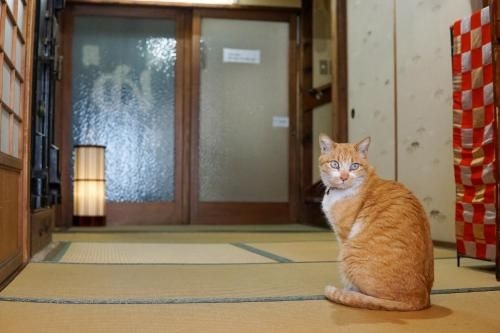 เรียวกังพลัม (Ryokan Plum)2