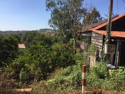 Tree Lodge2