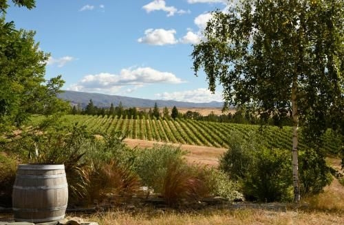 Grey Ridge Vineyard Experience1
