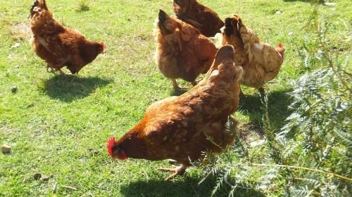 Eureka Farm1