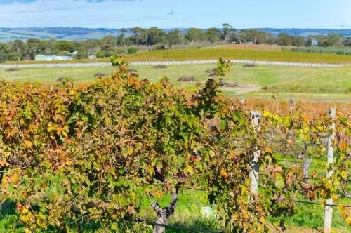 Sun & Surf Aldinga Beach Apartment2