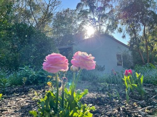 Tindoona Cottages3