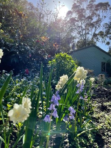 Tindoona Cottages4