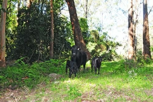 Alcheringa Cottage1