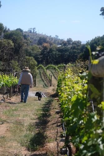 Every Man and His Dog Vineyard2