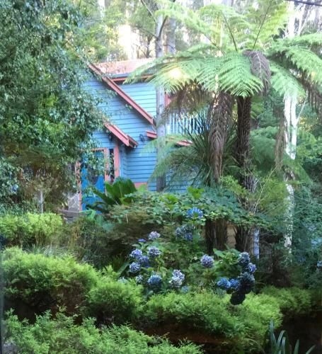Wild Orchid Olinda1