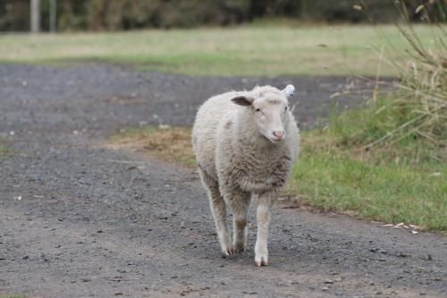 Bimbadeen Phillip Island Farm Retreats4