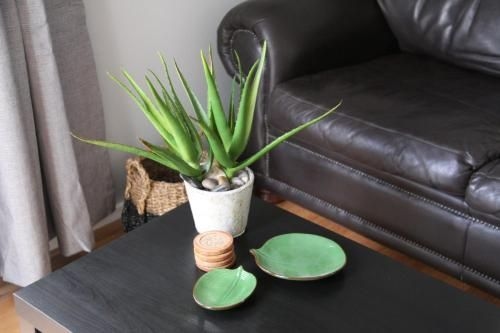 Paperbark Bed & Breakfast4