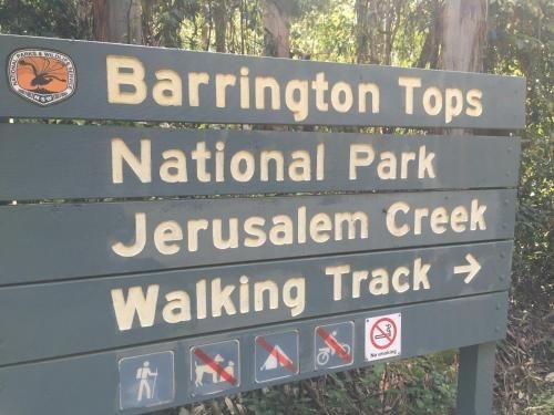 Blackwattle at Barrington Tops3