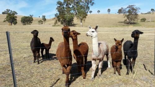 Hillview Farmstay1