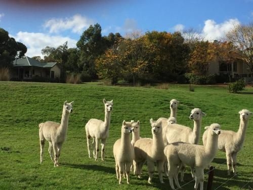 Raynella Alpaca Farmstay2
