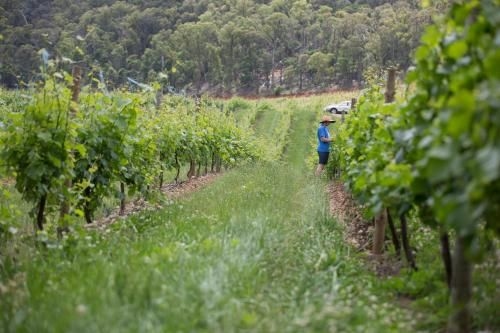Feathertop Winery4