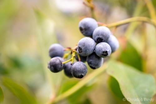Blueberry Hills On Comleroy4
