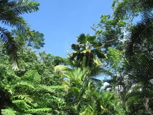Daintree Rainforest Retreat Motel1