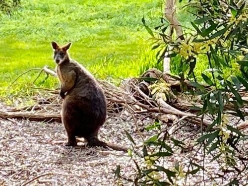 Phillip Island Nature Resort1