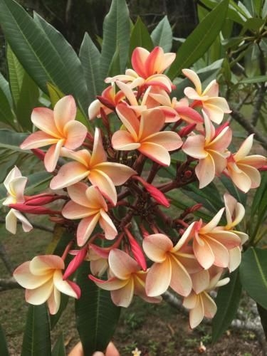 The Frangipani Farm3