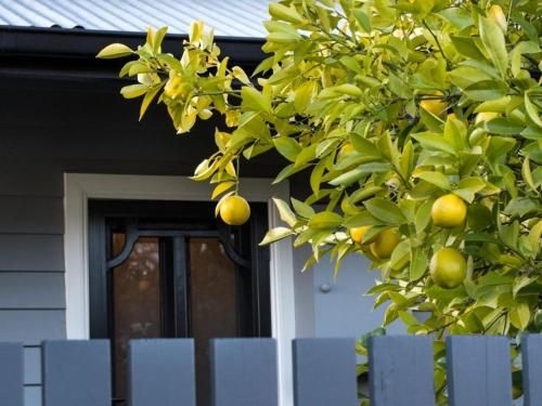 The Lemontree1