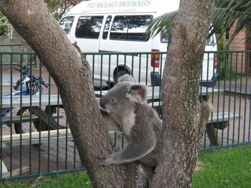 Port Macquarie Backpackers3