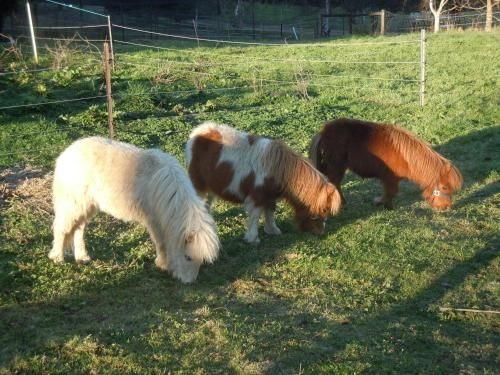 Whispering Spirit Holiday Cottages & Mini Ponies3