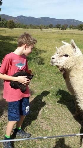 Starline Alpacas Farmstay Resort0