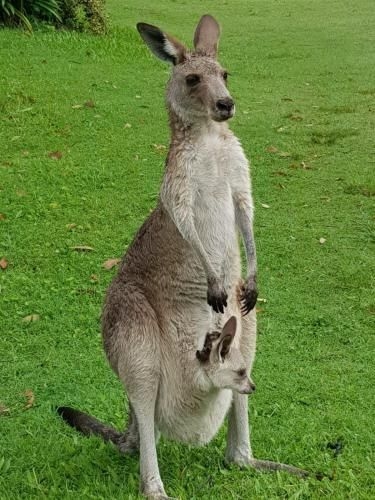 At Melaleuca 34