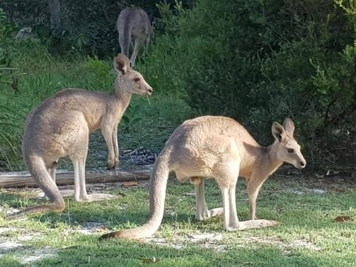 At Melaleuca 32