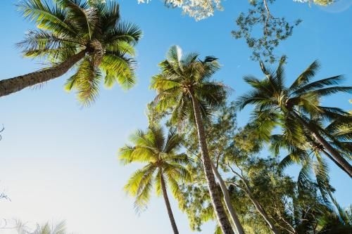 Villa Beach Palm Cove2