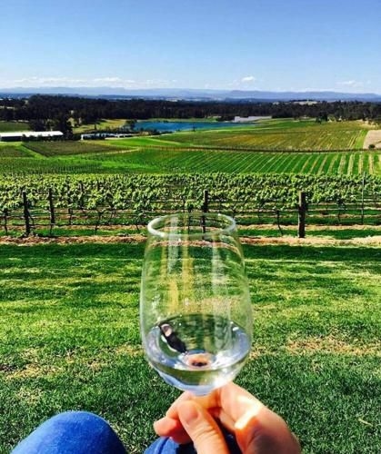 Audrey Wilkinson Vineyard2