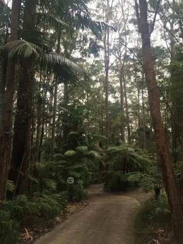 Springbrook Mountain Chalets2