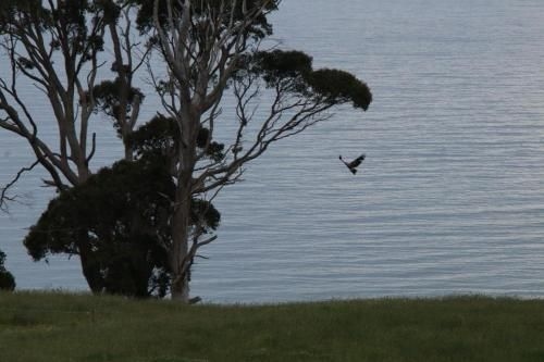 Penguin Seaside Farm3