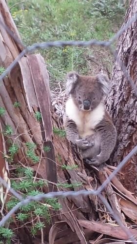 Stringybark Hills Retreat0