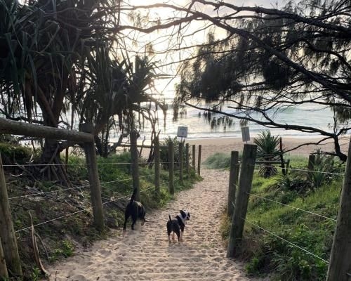 Ivy Street 7 Dicky Beach4