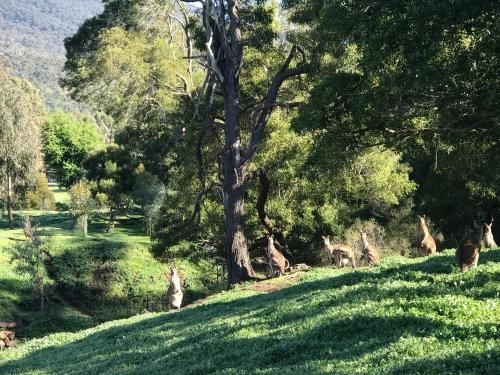 Bushland3